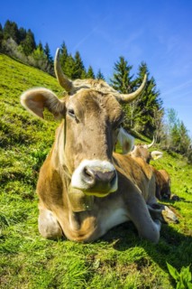 Single dairy cow, Allgaeu Brown cattle, alpine meadow, near Oberstdorf, Allgaeu, Bavaria, Germany,