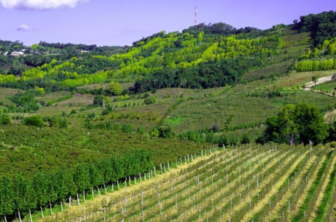 Vineyard of grapes in the Vale dos Vinhedos in Bento Goncalves, a gaucho wine