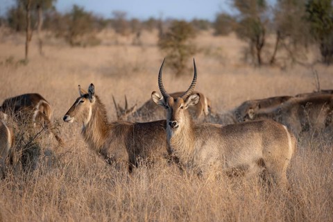 Ellipsen waterbuck (Kobus ellipsiprymnus), adult female animal and male in high grass, Kruger