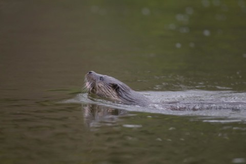European otter (Lutra lutra) adult animal swimming in a river, Suffolk, England, United Kingdom,
