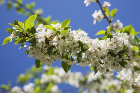 Close-up of white Prunus x eminens 'Crimson Passion', Dwarf sour cherry tree blossoms in spring,