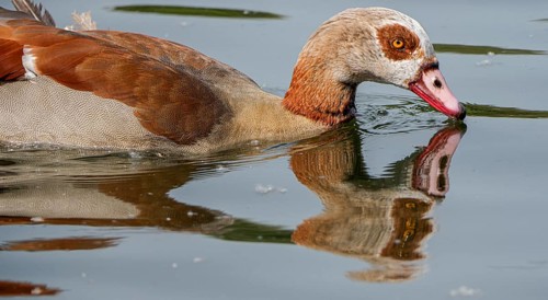 Egyptian geese (Alopochen aegyptiaca) in the River Main, Offenbach am Main, Hesse, Germany, Europe