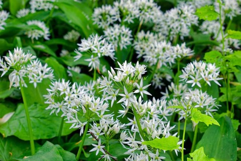 Wild garlic blossom (Allium ursinum) in the Leipzig riparian forest in spring, Leipzig, Saxony,