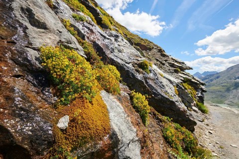 Yellow mountain saxifrage (Saxifraga aizoides) blooming in the mountains at Hochalpenstrasse,