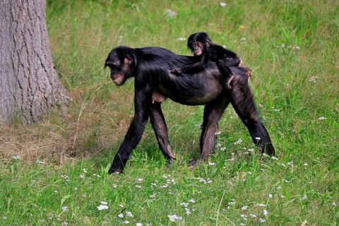 Bonobo, bonobo (Pan Paniscus), female, adult, young animal, foraging, Great ape, Primate,