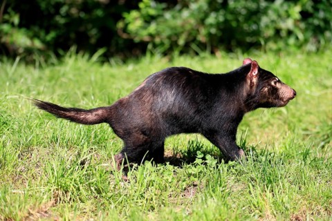 Tasmanian devil (Sarcophilus harrisii), adult, vigilant, captive, Tasmania, Australia, Oceania
