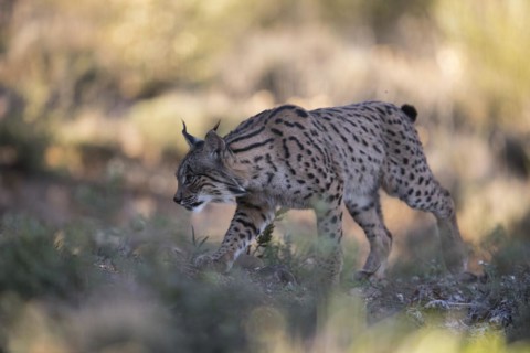 Iberian lynx young animal, Iberian lynx (Lynx pardinus), Extremadura, Castilla La Mancha, Spain,