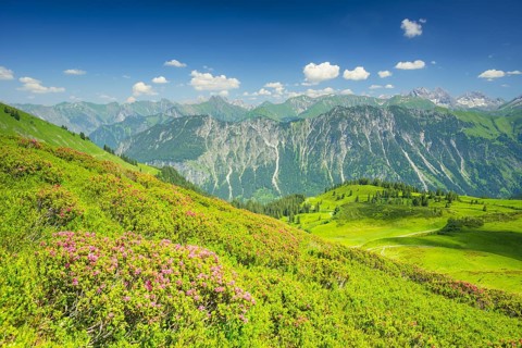 Alpine rose blossom, panorama from Fellhorn, behind it the Allgaeu Alps, Allgaeu, Bavaria, Germany,