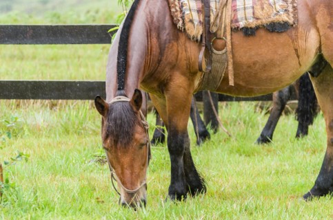 Beautiful horse in native field on rainy day, Cambara do sul, Rio Grande do sul, Brazil, South