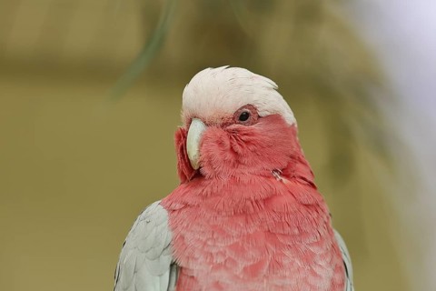 Galah (Eolophus roseicapilla) (Cacatua roseicapilla), animal portrait, captive, occurrence in