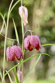 Snake's Head Fritillary (Fritillaria meleagris), flowers in a meadow, inflorescence, early bloomer,