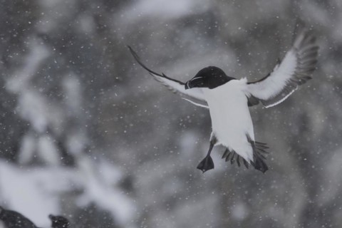 Razorbill (Alca torda), in flight, in the snow, Hornoya, Hornoya, Varangerfjord, Finmark, Northern