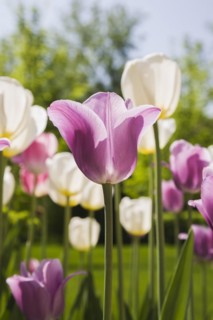Close-up of mauve and white Tulipa, Tulip flowers in spring, Quebec, Canada, North America