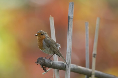 European robin (Erithacus rubecula) adult bird on garden bamboo canes, England, United Kingdom,