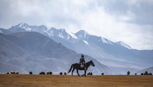 Nomadic life on a plateau, shepherd on horse, flock of sheep, dramatic high mountains, Tian Shan