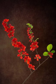 Flowering Japanese quince branch (Chaenomeles japonica) on a dark background, Bavaria, Germany,