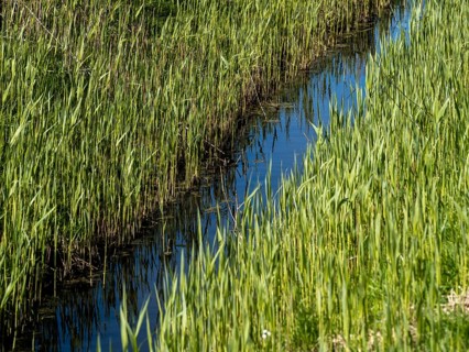 Grasses at a ditch at the natural beach Hilgenriedersiel at the North Sea coast in East Frisia,