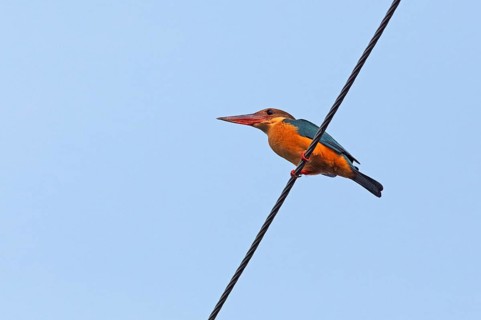 Blue-tailed bee-eater (Merops philippinus), Backwaters, Kumarakom, Kerala, India, Asia