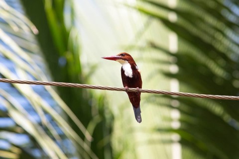 White-throated kingfisher (Halcyon smyrnensis) or Common kingfisher in Kerala's backwaters,