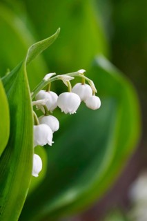 Lily of the valley, Germany, Europe