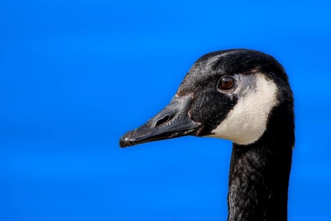 Canada goose (Branta canadensis) on the banks of the Main, Offenbach am Main, Hesse, Germany,