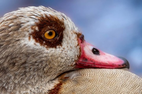 Egyptian geese (Alopochen aegyptiaca), head, portrait, on the banks of the Main, Offenbach am Main,