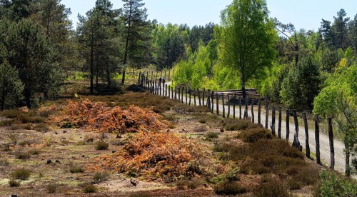 Schoenower Heide nature reserve, Schoenow, Brandenburg, Germany, Europe