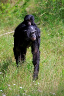 Bonobo, bonobo (Pan Paniscus), female, adult, young animal, foraging, Great ape, Primate,
