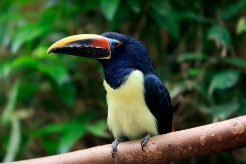 Green aracari (Pteroglossus viridis), adult, on tree, captive, South America