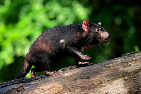 Tasmanian devil (Sarcophilus harrisii), adult, vigilant, on tree trunk, captive, Tasmania,