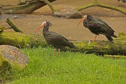 Northern bald ibis (Geronticus eremita), captive