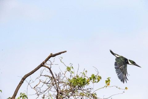 Green Kingfisher (Chloroceryle americana) Pantanal Brazil