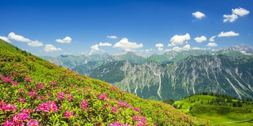 Alpine rose blossom, panorama of the Fellhorn, behind it the Allgaeu Alps, Allgaeu, Bavaria,