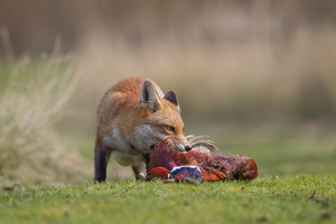 Red fox (Vulpes vulpes) adult animal feeding on a dead Common Pheasant (Phasianus colchicus),