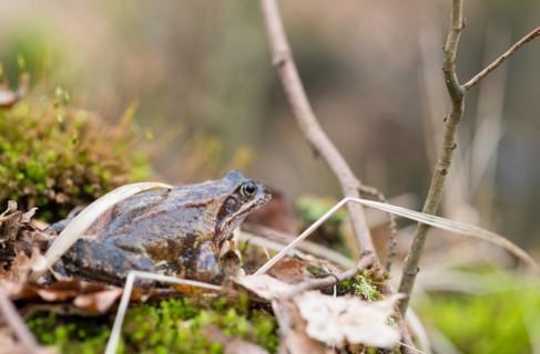 Common frog (Rana temporaria) sits well camouflaged on moss between branches and leaves, amphibian