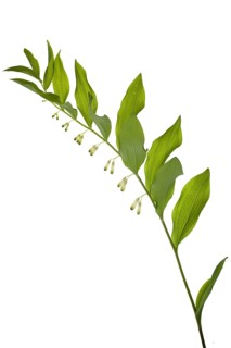 Solomon's seal (Polygonatum multiflorum), on a white background, Bavaria, Germany, Europe