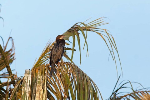 Great Cormorant (Phalacrocorax carbo) on a Palm tree, Backwaters, Kumarakom, Kerala, India, Asia