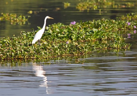 Great egret (Ardea alba) perching on water hyacinths, backwaters, Kumarakom, Kerala, India, Asia
