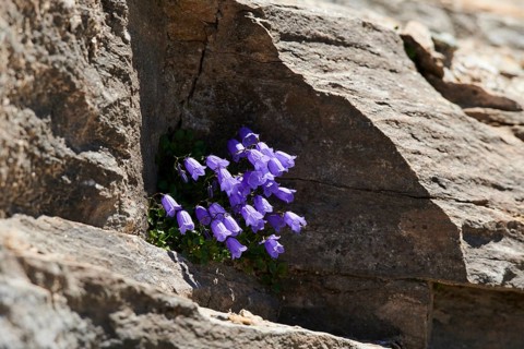 Earleaf bellflower (Campanula cochleariifolia) blooming in the mountains at Hochalpenstrasse,