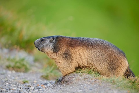 Alpine marmot (Marmota marmota) beside a trail in summer, Grossglockner, High Tauern National Park,