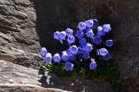 Earleaf bellflower (Campanula cochleariifolia) blooming in the mountains at Hochalpenstrasse,