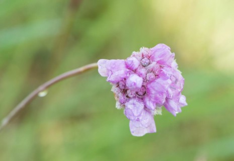 Sea thrift (Armeria maritima), also common Lady's Cushion, Flower of the Year 2024, focus on a