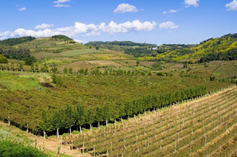 Vineyard of grapes in the Vale dos Vinhedos in Bento Goncalves, a gaucho wine