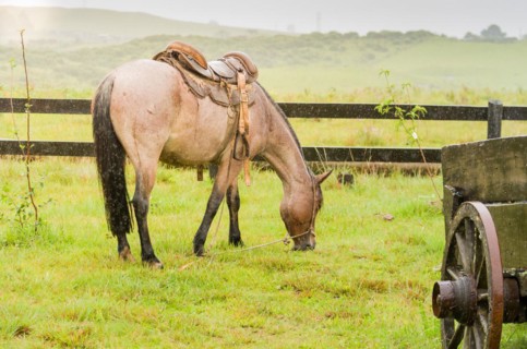 Beautiful horse in native field on rainy day, Cambara do sul, Rio Grande do sul, Brazil, South