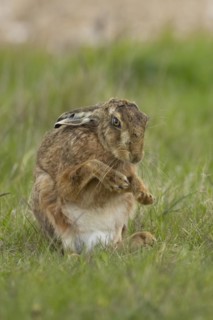 European brown hare (Lepus europaeus) adult animal stretching its front legs in a grass field,