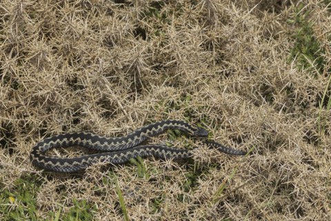 European adder (Vipera berus) adult snake basking on a gorse bush, England, United Kingdom, Europe