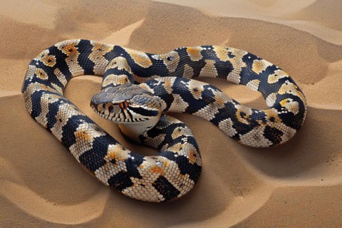 Stylized puff adder in the desert sand, Africa, AI generated