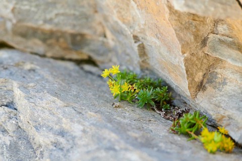 Yellow mountain saxifrage (Saxifraga aizoides) blooming in the mountains at Hochalpenstrasse,