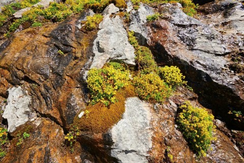 Yellow mountain saxifrage (Saxifraga aizoides) blooming in the mountains at Hochalpenstrasse,
