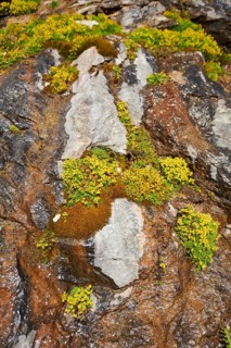 Yellow mountain saxifrage (Saxifraga aizoides) blooming in the mountains at Hochalpenstrasse,